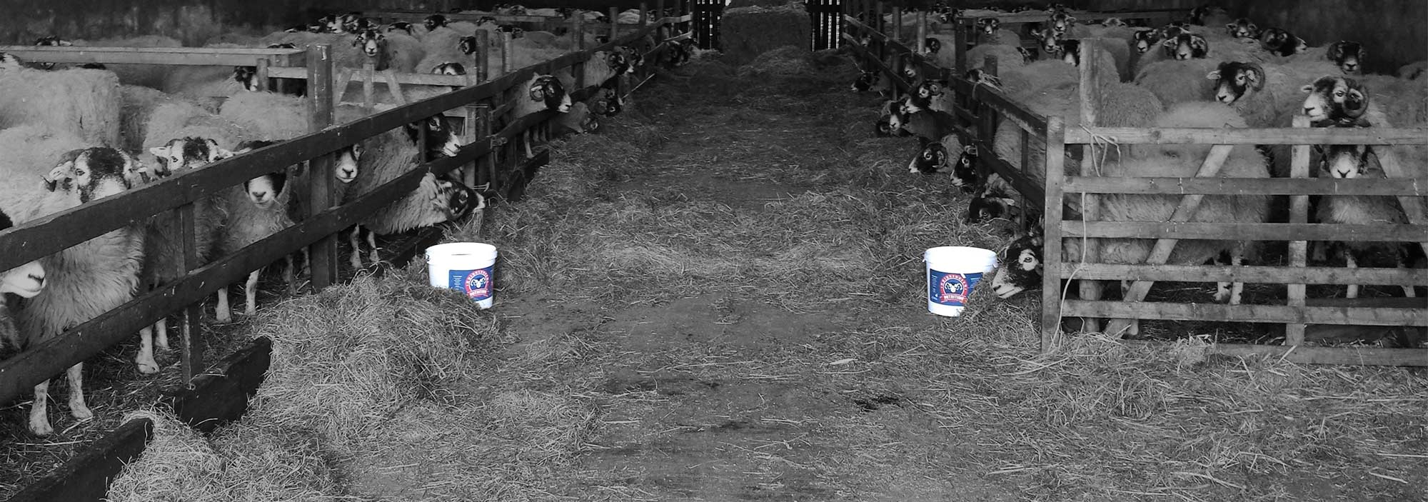 Sheep inside shed with Bridgedales Nutrition Mineral Tubs