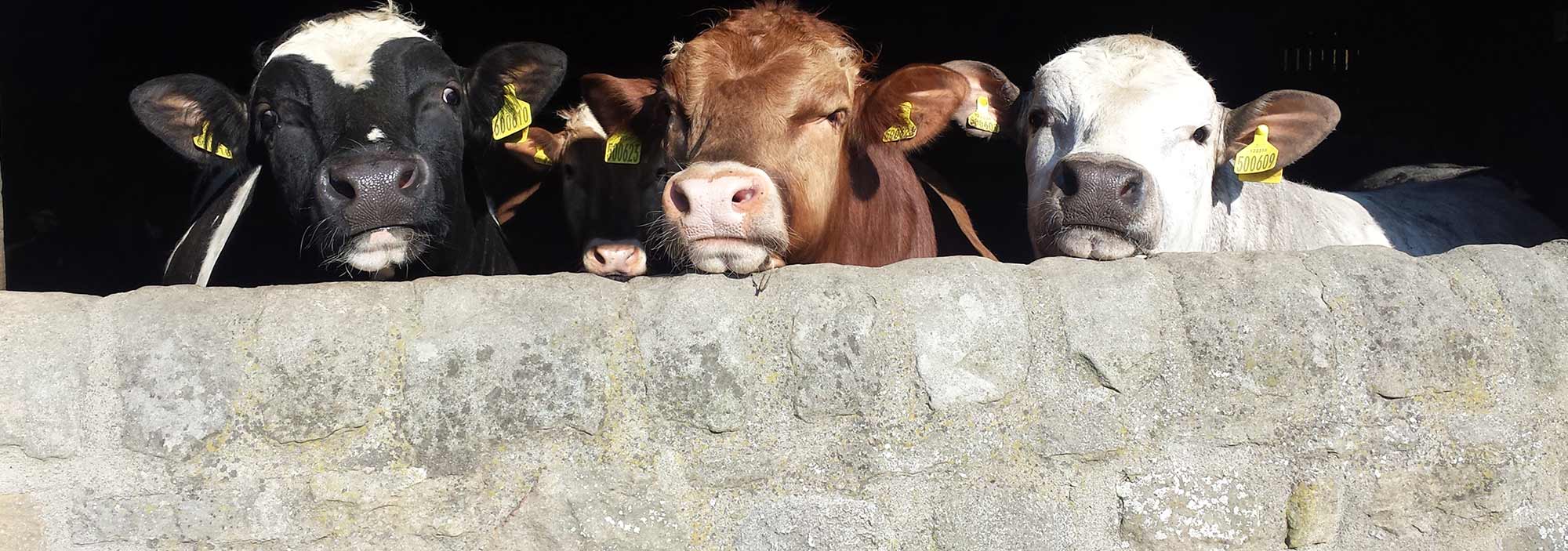 Three cows looking over a wall